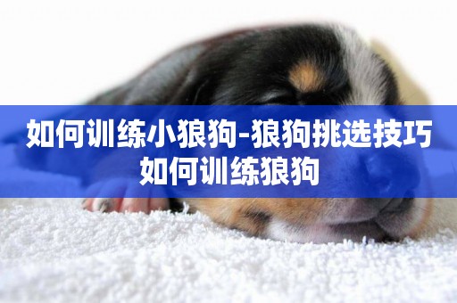 如何訓練小狼狗-狼狗挑選技巧如何訓練狼狗