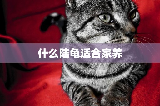 什么陸龜適合家養