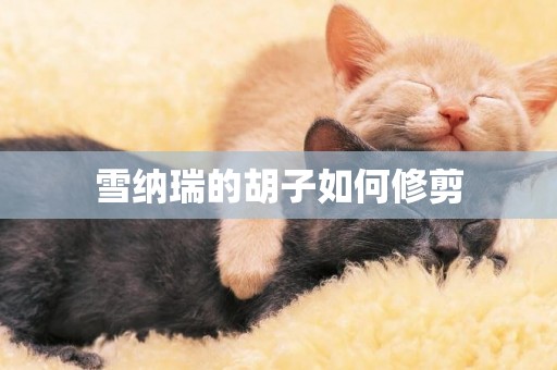 雪納瑞的胡子如何修剪