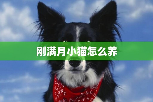剛滿月小貓怎么養