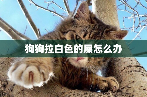 狗狗拉白色的屎怎么辦