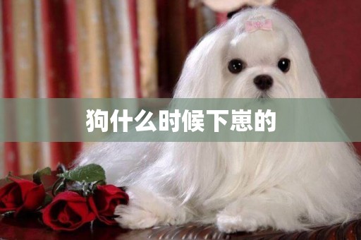 狗什么時候下崽的