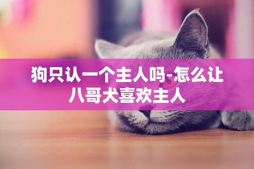 狗只認一個主人嗎-怎么讓八哥犬喜歡主人