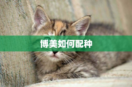 博美如何配種