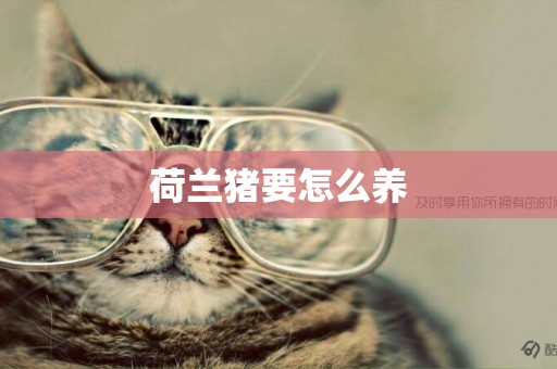荷蘭豬要怎么養