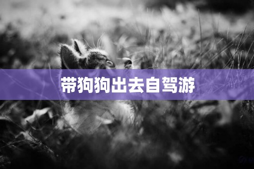 帶狗狗出去自駕游