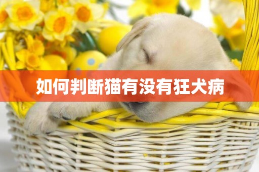 如何判斷貓有沒有狂犬病