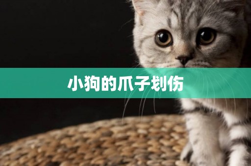 小狗的爪子劃傷