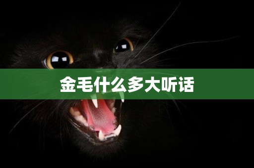金毛什么多大聽話