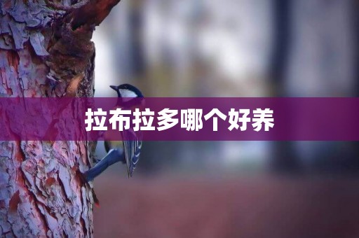 拉布拉多哪個好養