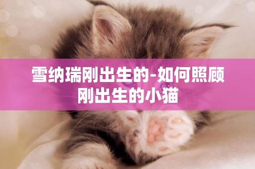 雪納瑞剛出生的-如何照顧剛出生的小貓