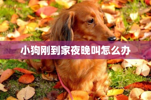 小狗剛到家夜晚叫怎么辦