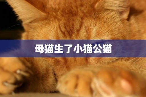 母貓生了小貓公貓