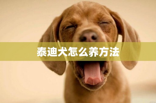 泰迪犬怎么養方法