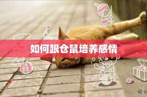 如何跟倉鼠培養感情