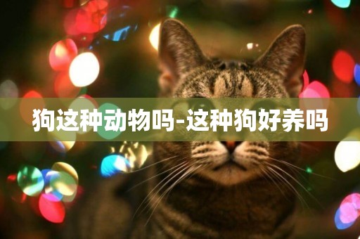 狗這種動物嗎-這種狗好養嗎