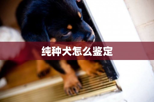 純種犬怎么鑒定