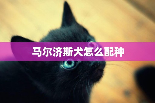 馬爾濟斯犬怎么配種
