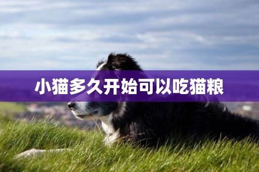 小貓多久開始可以吃貓糧