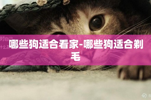 哪些狗適合看家-哪些狗適合剃毛