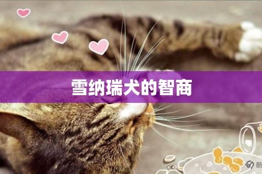 雪納瑞犬的智商