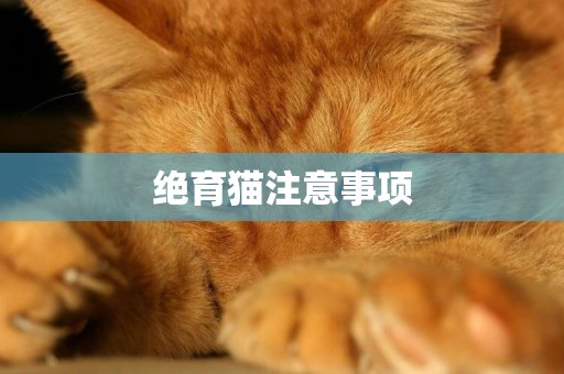 絕育貓注意事項