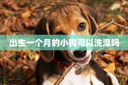 出生一個月的小狗可以洗澡嗎