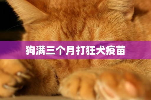 狗滿三個月打狂犬疫苗