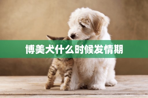 博美犬什么時候發情期