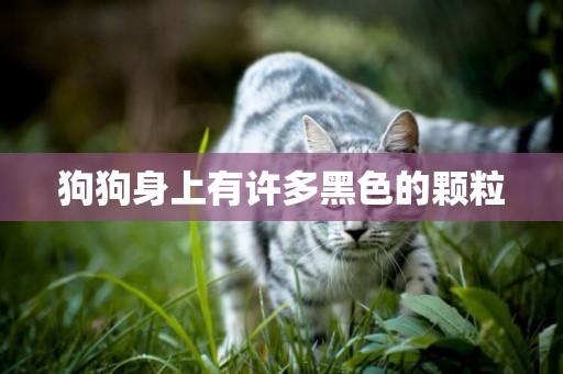 狗狗身上有許多黑色的顆粒