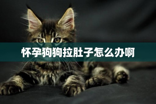 懷孕狗狗拉肚子怎么辦啊