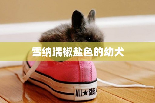 雪納瑞椒鹽色的幼犬