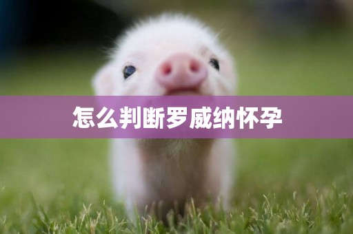 怎么判斷羅威納懷孕