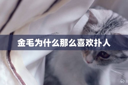 金毛為什么那么喜歡撲人