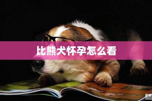比熊犬懷孕怎么看
