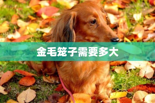 金毛籠子需要多大
