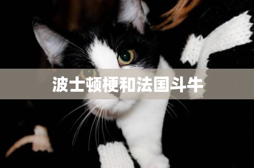 波士頓梗和法國斗牛