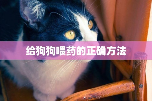 給狗狗喂藥的正確方法