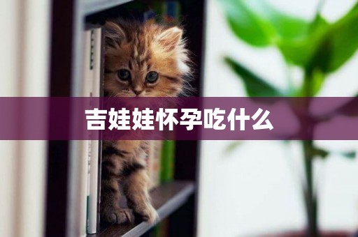 吉娃娃懷孕吃什么