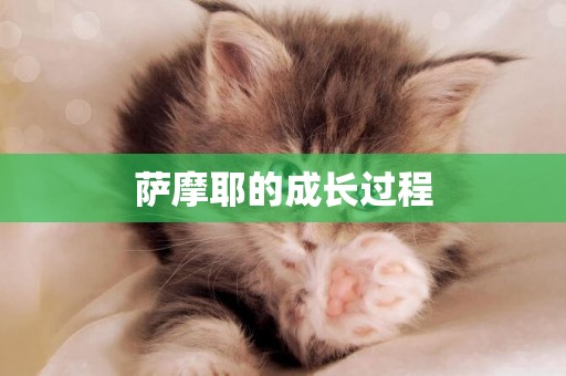 薩摩耶的成長過程
