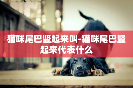 貓咪尾巴豎起來叫-貓咪尾巴豎起來代表什么