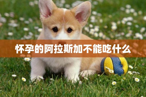 懷孕的阿拉斯加不能吃什么