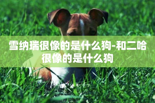 雪納瑞很像的是什么狗-和二哈很像的是什么狗