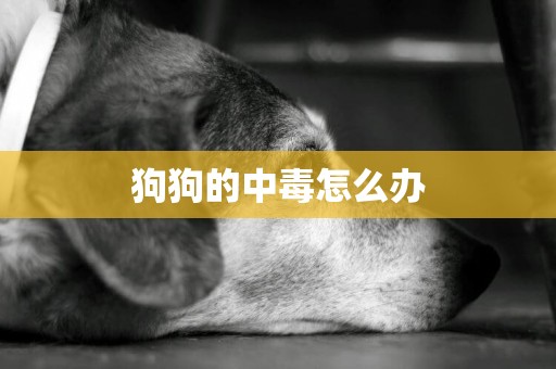狗狗的中毒怎么辦