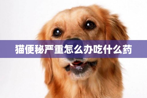 貓便秘嚴重怎么辦吃什么藥