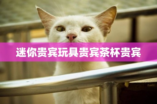 迷你貴賓玩具貴賓茶杯貴賓