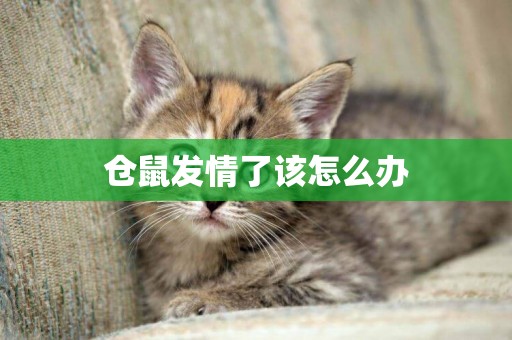 倉鼠發情了該怎么辦