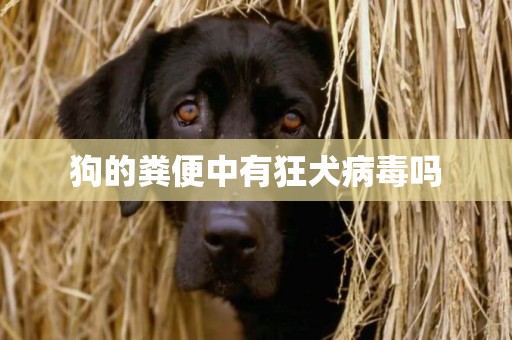 狗的糞便中有狂犬病毒嗎
