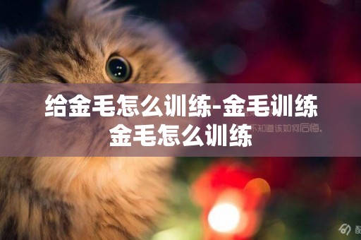 給金毛怎么訓練-金毛訓練金毛怎么訓練