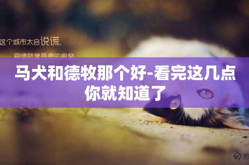 馬犬和德牧那個好-看完這幾點你就知道了